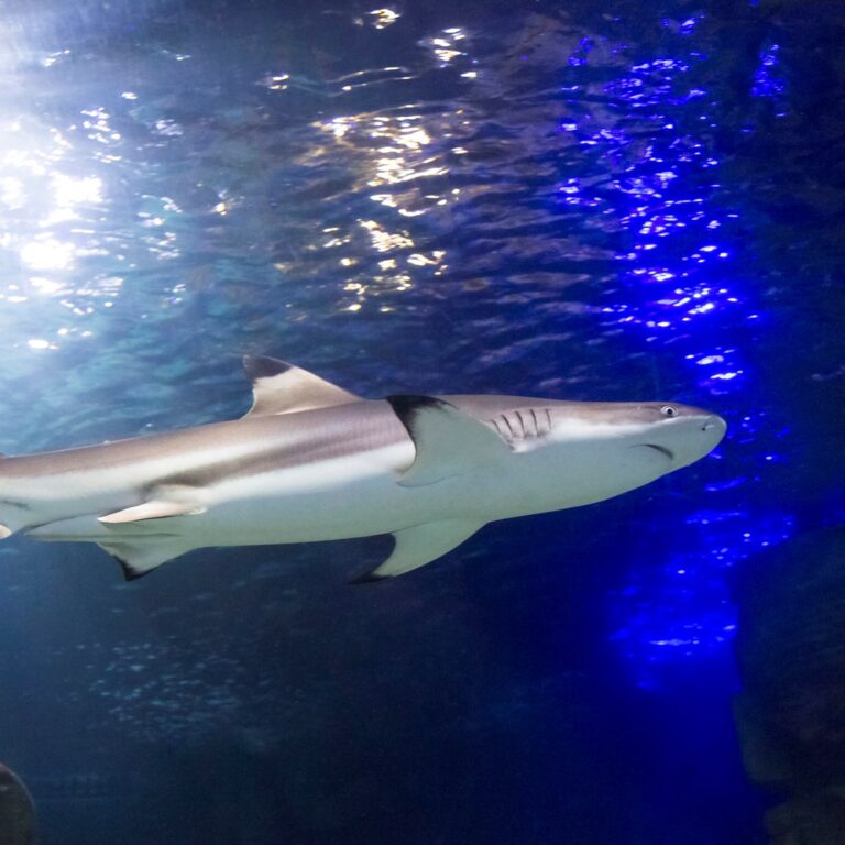 SEA LIFE Hannover