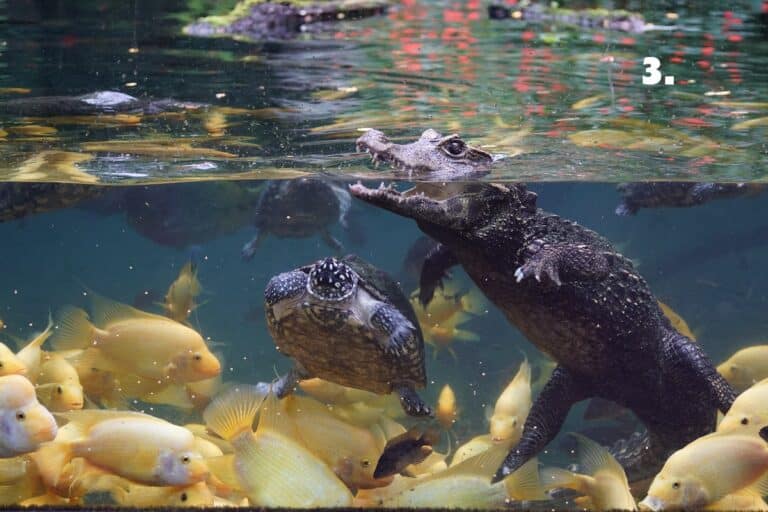 Wildlands Adventure Zoo Emmen