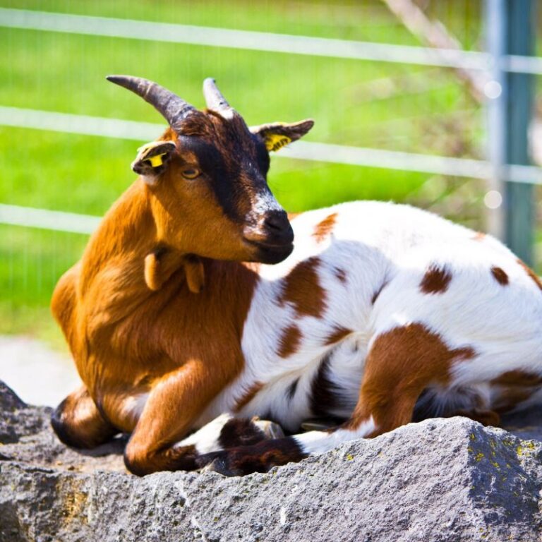 Tolli-Park - Deals & Infos | Freizeitpark Erlebnis