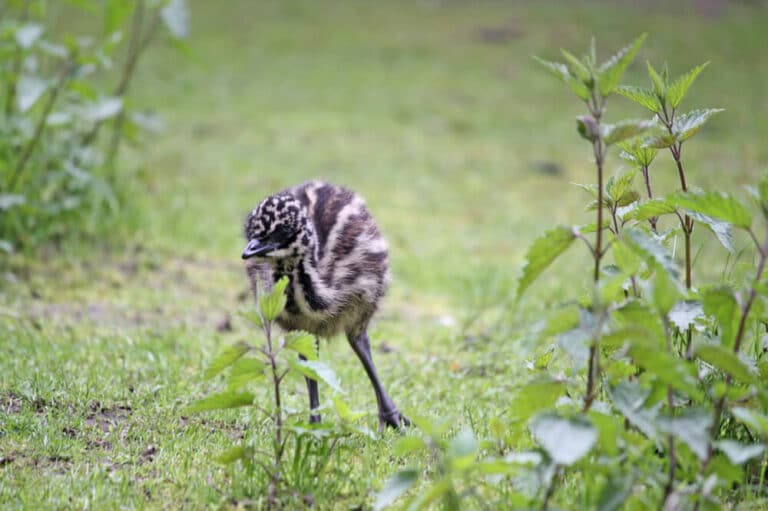 Solinger Vogel- und Tierpark