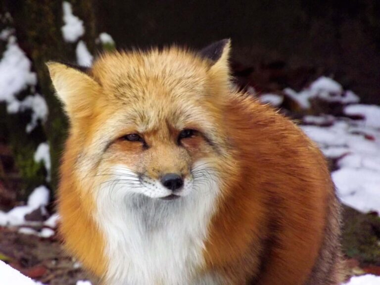 Schwarzwaldzoo Waldkirch