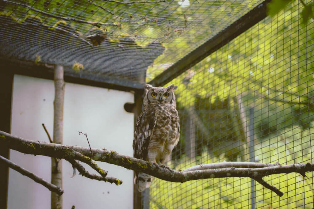 fpe schwarzwaldzoo Waldkirch Eule