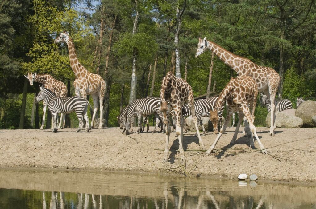 Burgers' Zoo verlängert die Sommertage PM