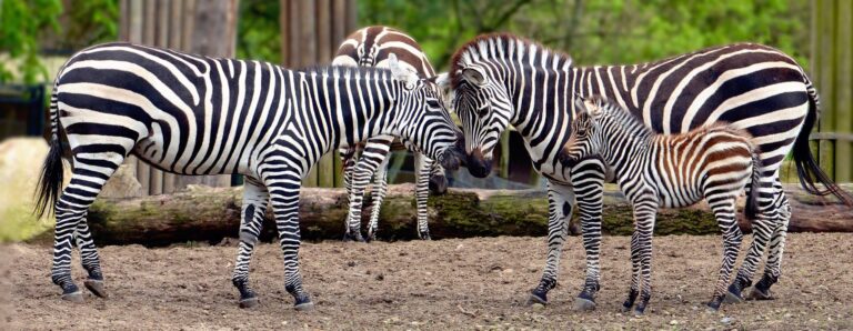 Allwetterzoo Münster