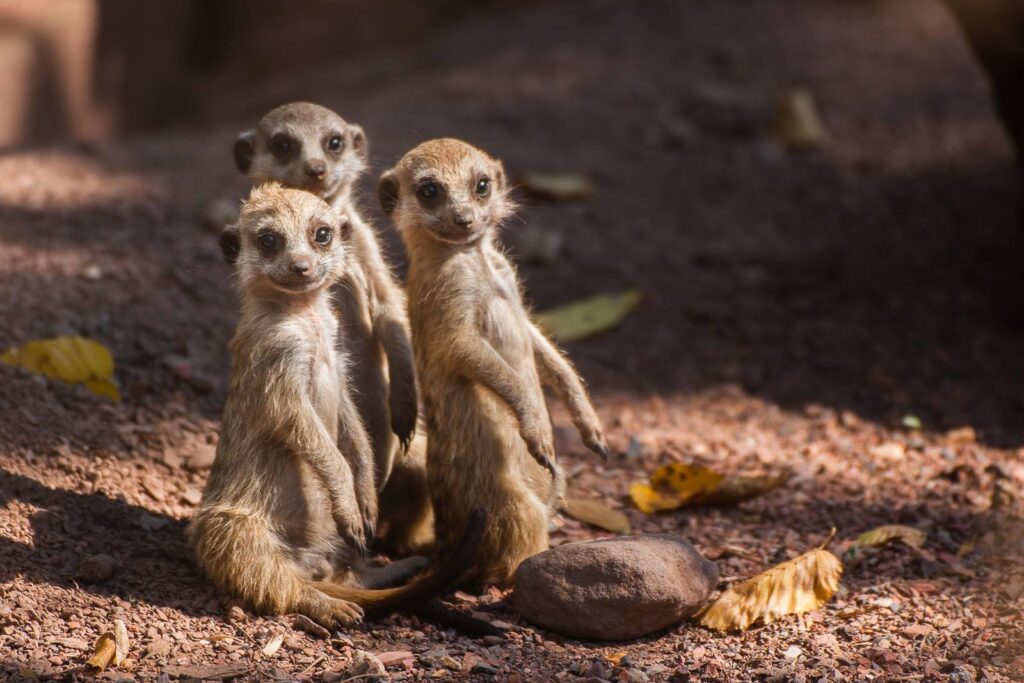 Aachener Tierpark