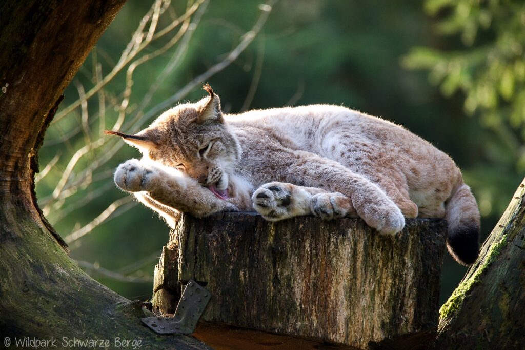 Wildpark Schwarze Berge