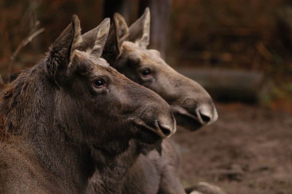Wildpark Schorfheide