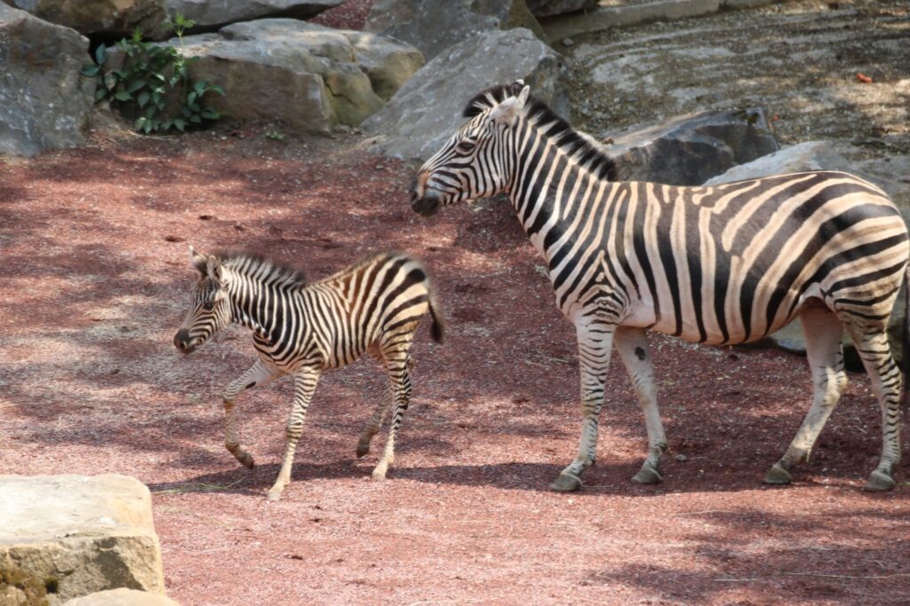 Zoo Osnabrück Deals & Infos Freizeitpark Erlebnis