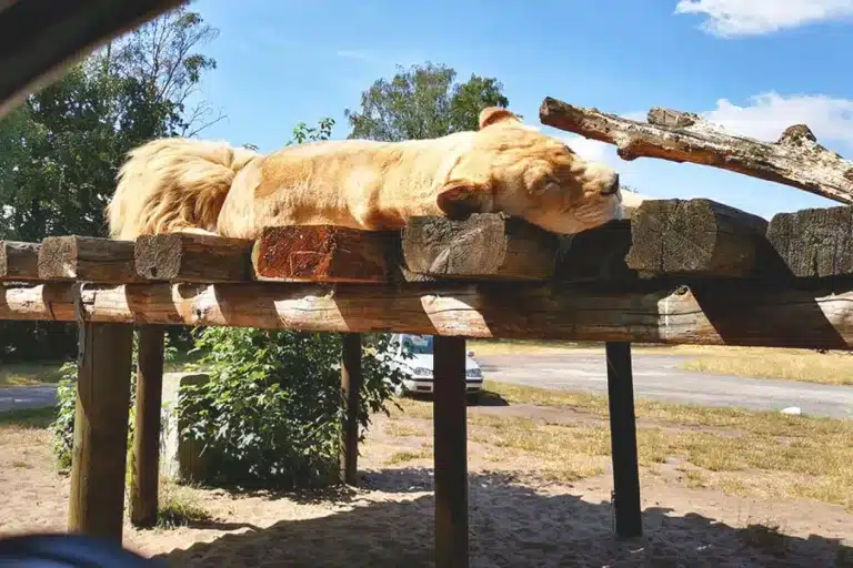Safari_land_stukenbrock