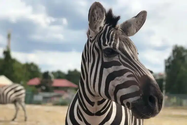 Safari_land_stukenbrock