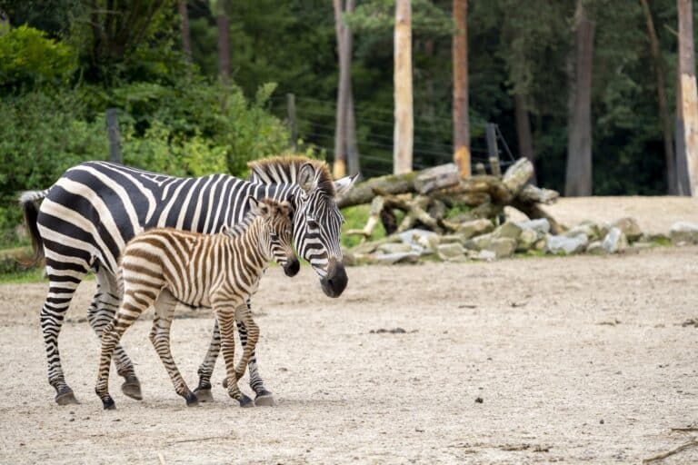 Burgers Zoo Zebra