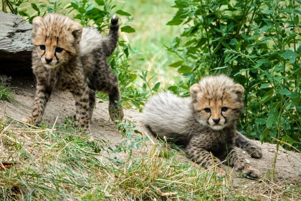 Opel-Zoo Kronberg - Deals & Infos | Freizeitpark Erlebnis