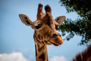 Serengeti Park Hodenhagen Giraffe schaut