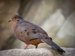 Zoo Duisburg Socorro Taube
