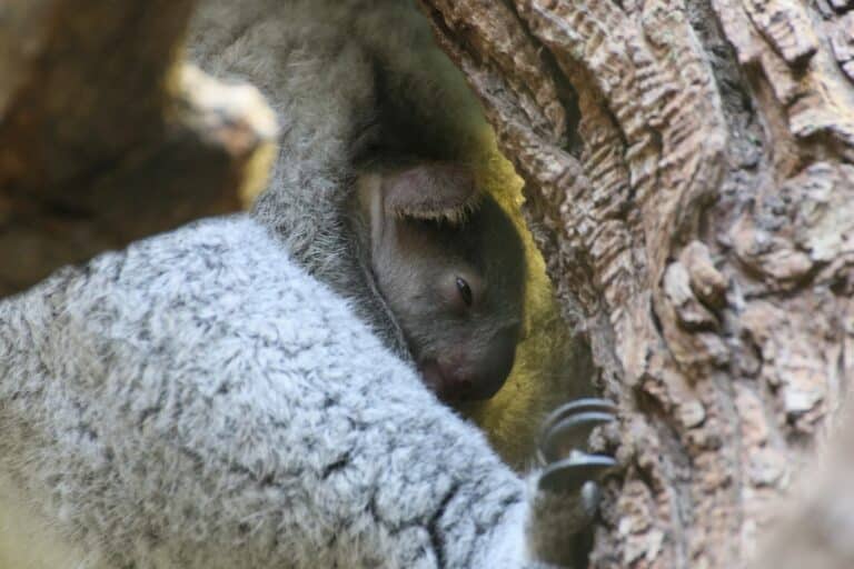 zoo_duisburg_koala