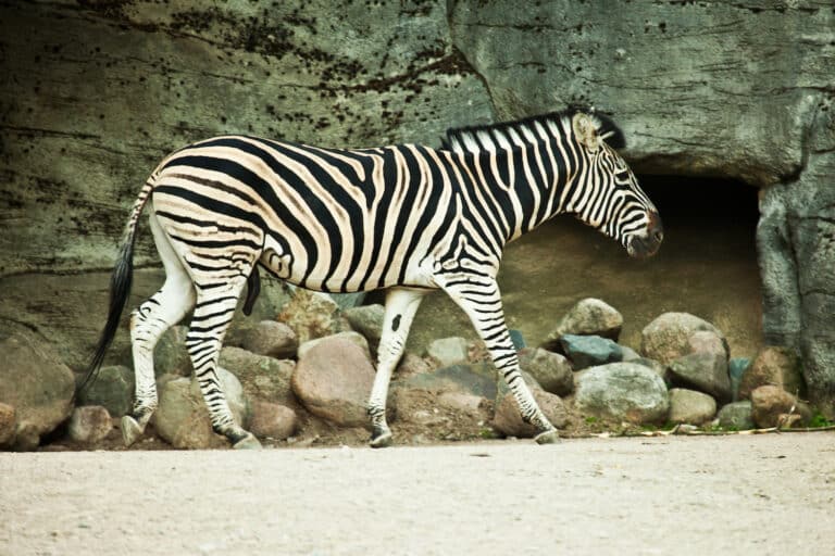 Hagenbeck Neuzugänge