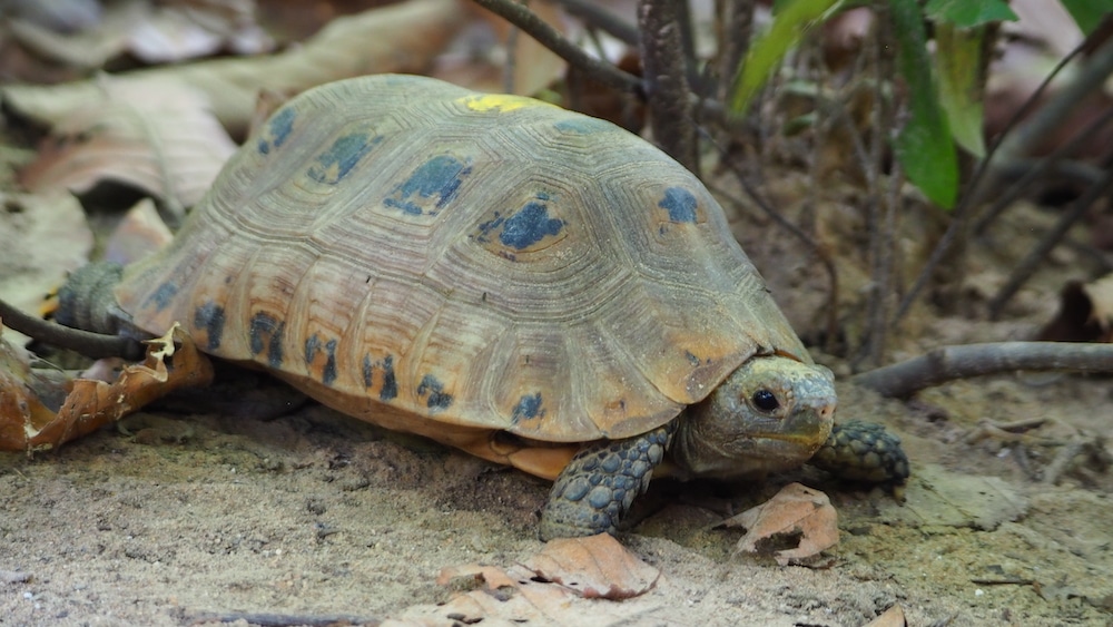 münster_schildkröten_allwetterzoo