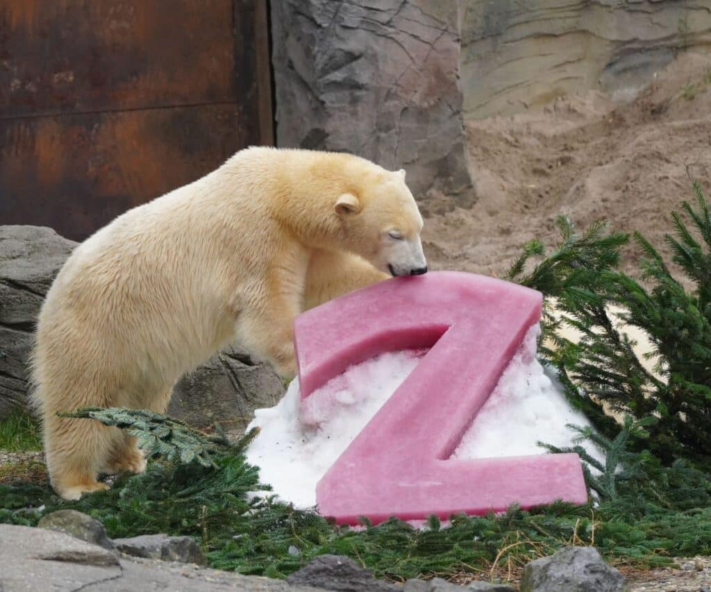 Zoo Hannover Eisbär