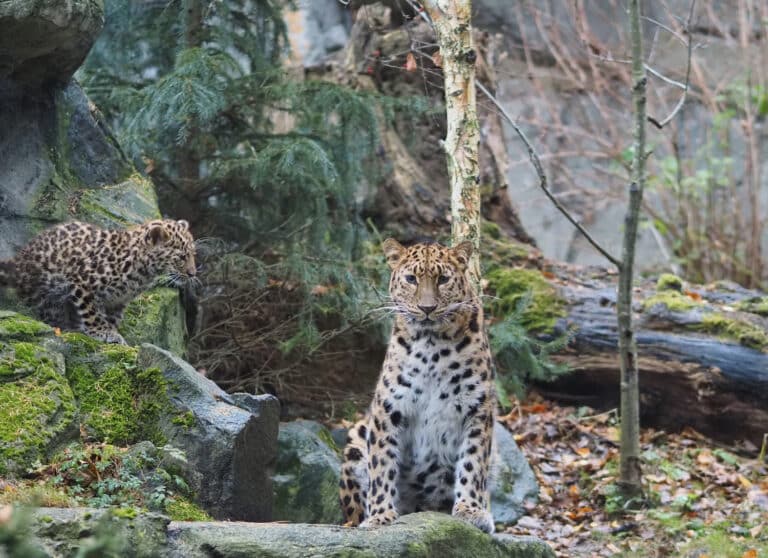 48_Amurleopardin Mia mit Jungtier Manju im Leopardental_c_Zoo Leipzig