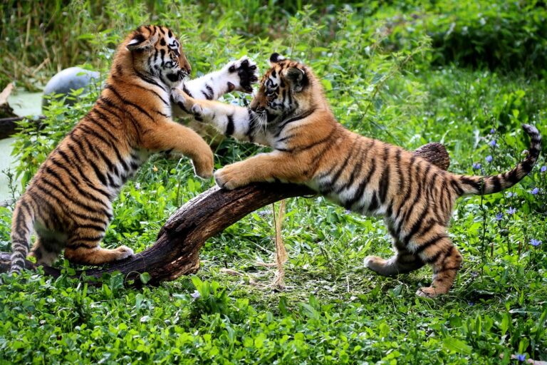 Tigerjungtiere l Quelle: Zoo Duisburg / R. Jodgalweit