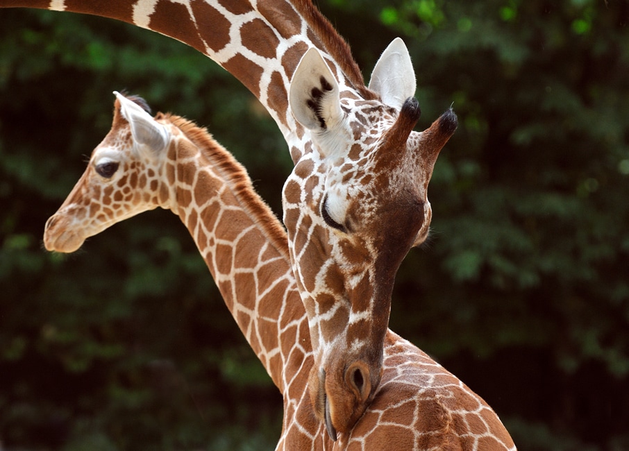 Kölner Zoo