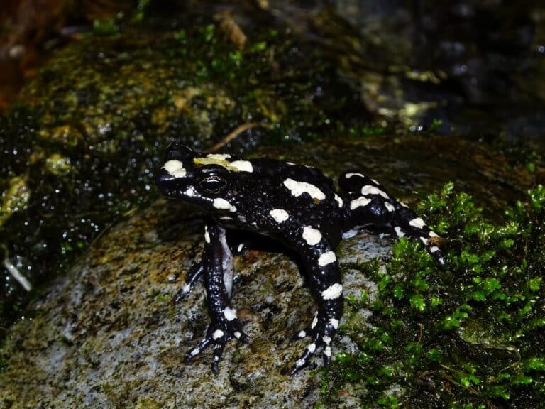 Atelopus arsyecue_Hellabrunn 2022_(c) Fundacion Atelopus
