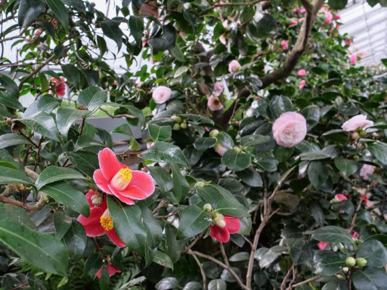 Hochblüte der Kameliensammlung der Wilhelma