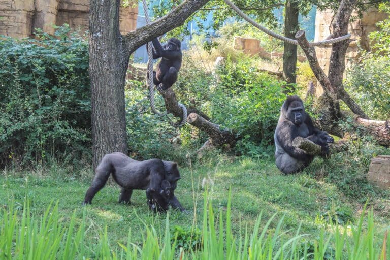 Außenanlage der Gorillas in der Wilhelma in Stuttgart