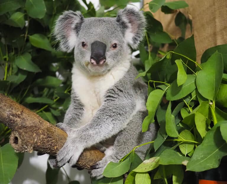 Koala_Bouddi_©_ZooLeipzig