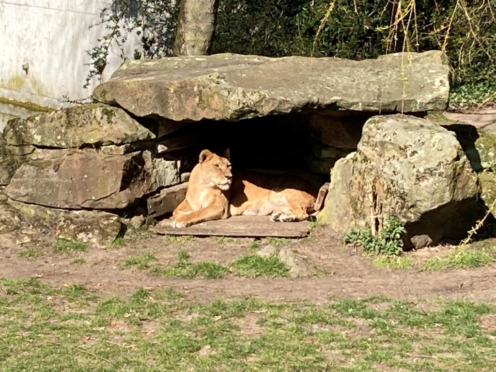 Allwetterzoo Münster Zeta am Freitag_18.03.2022_05