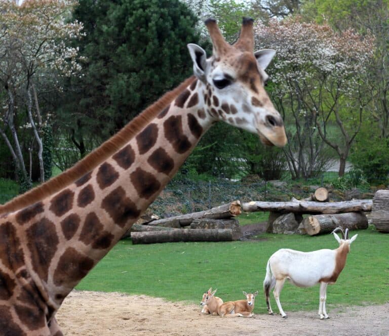 Zoo-Leipzig-Giraffen-und-Saebelantilopen