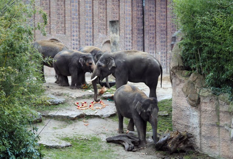 Zoo Leipzig Geburtstag Elefant Voi Nam