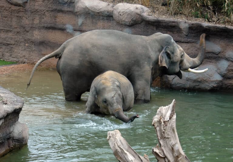 Zoo Leipzig Geburtstag Elefant Voi Nam