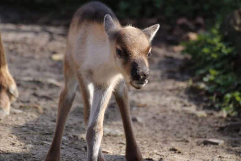Zoo Osnabrück Nachwuchs