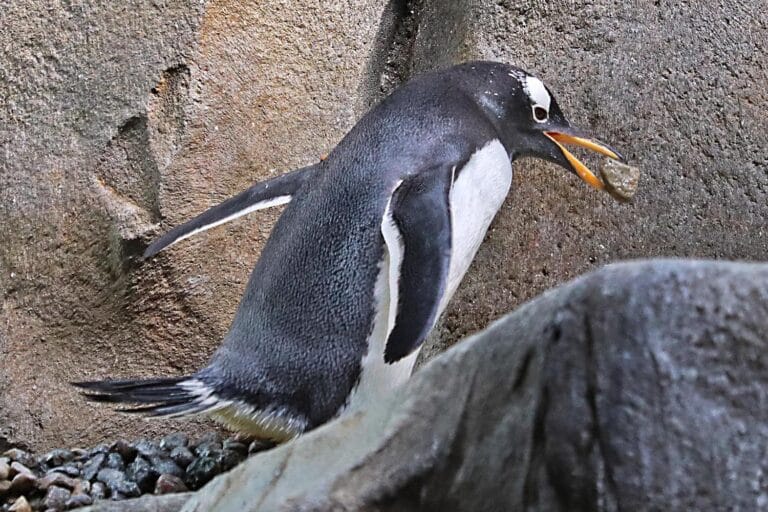Hagenbeck Pinguine