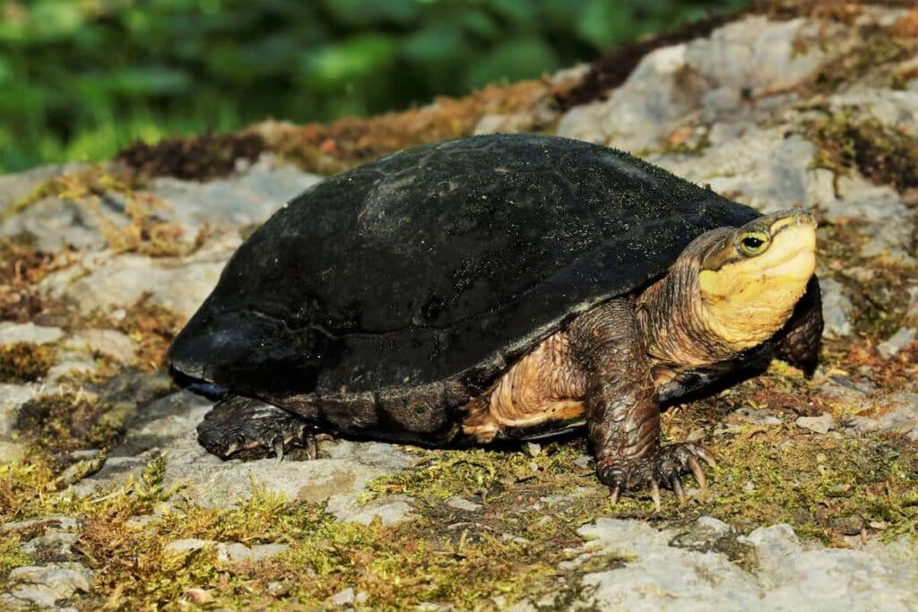 Allwetterzoo Bedrohung Reptilienarten