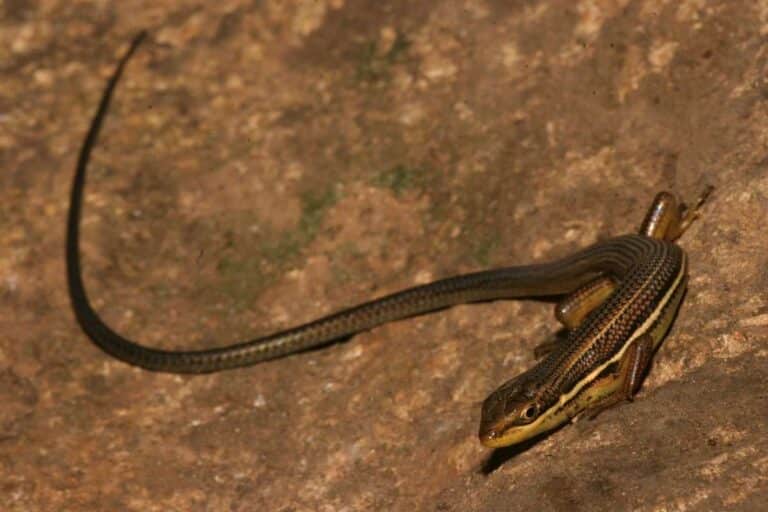 Allwetterzoo Bedrohung Reptilienarten