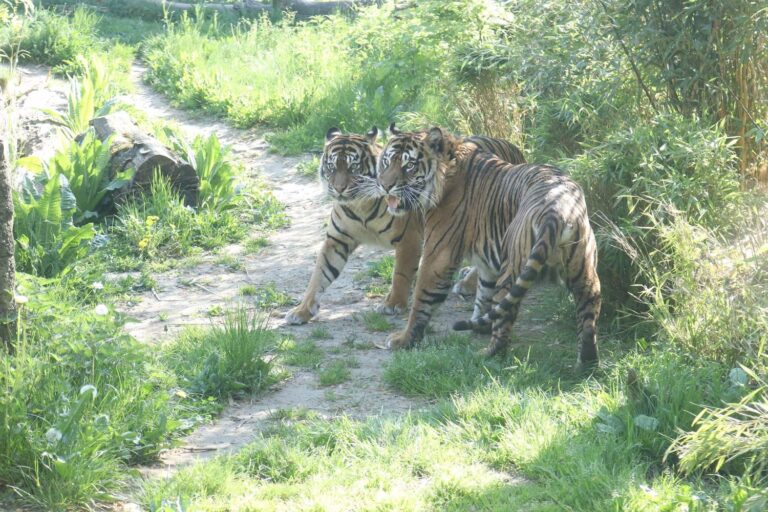 Zoo Osnabrück Sumatra-Tiger