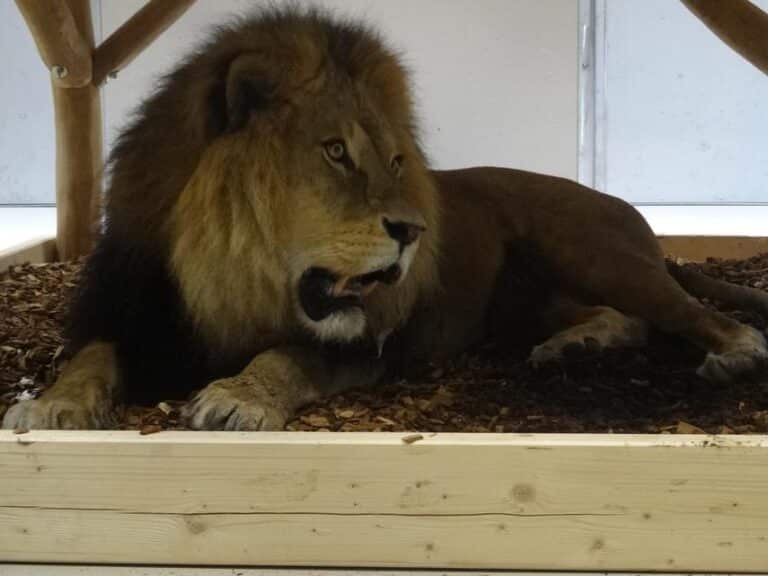 Tierpark Hellabrunn Löwen Umzug
