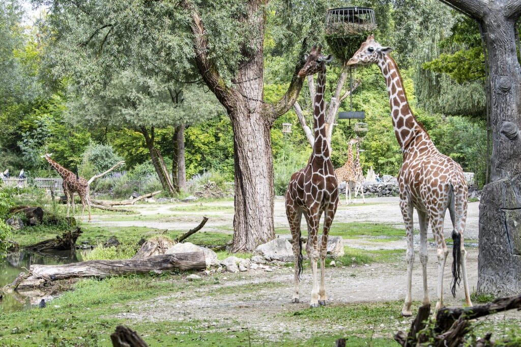 Tierpark Hellabrunn
