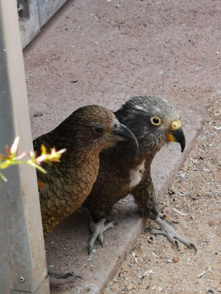 Keas im Zoopark erfurt