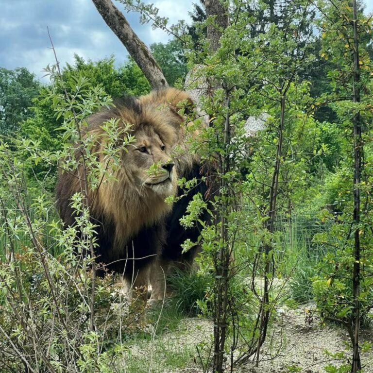 Tierpark Hellabrunn Löwen