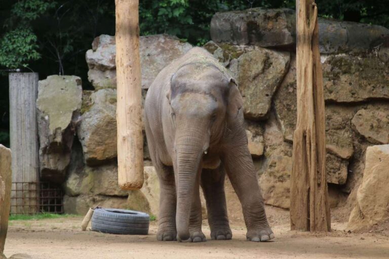 Zoo Osnabrück Elefant
