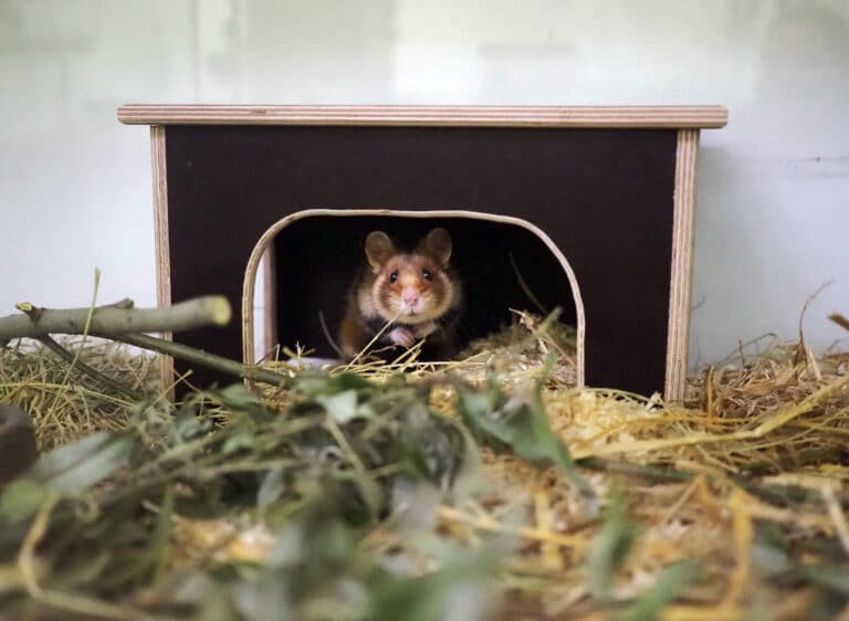 Zoo Leipzig Hamsterstation