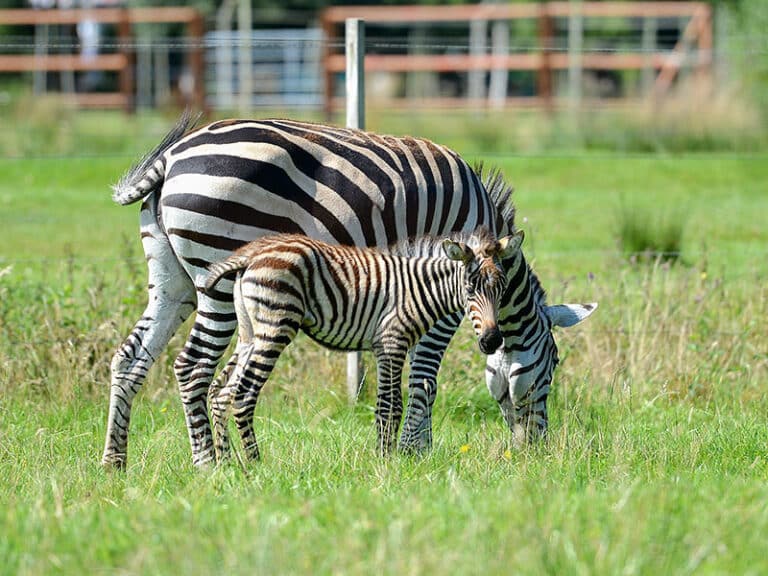 ®Jaderpark_ Zebra