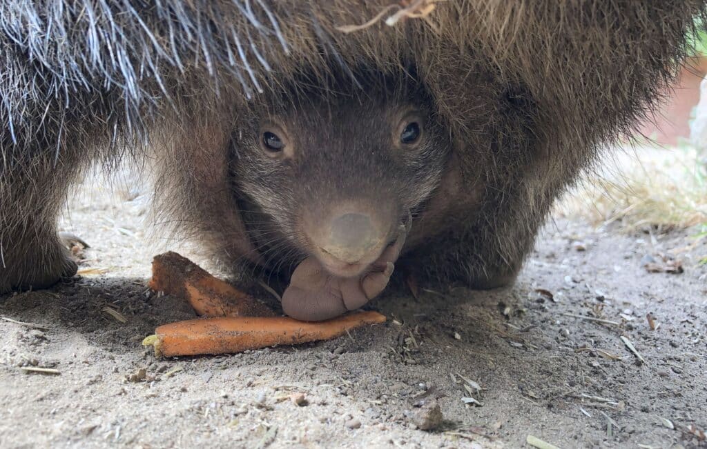 Wombat-Nachwuchs im Erlebnis-Zoo Hannover - Foto Erlebnis-Zoo Hannover