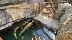 Tierpark Hagenbeck Nilkrokodil