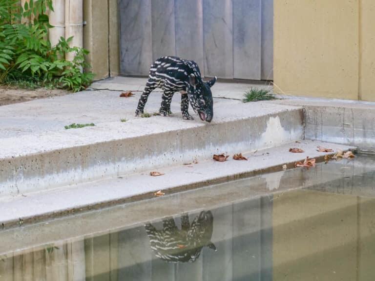 Das Tapirkalb machte Bekanntschaft mit seinem Spiegelbild im Wasser und wagte sich sogar bereits ins Becken.