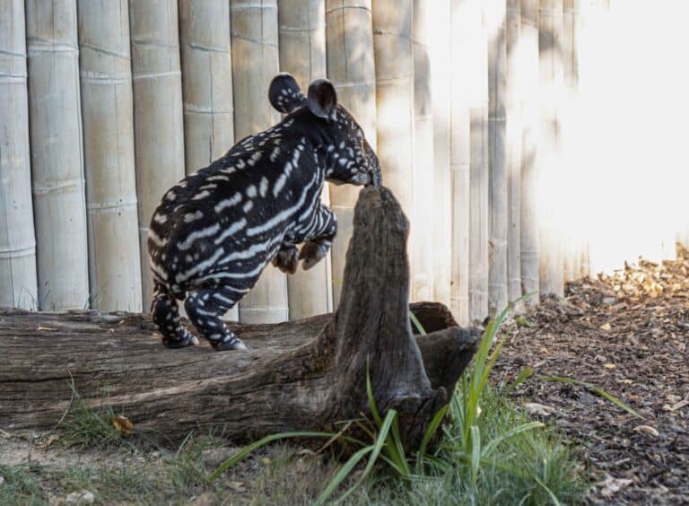 Das muntere Tapirkalb erweist sich schon nach wenigen Tagen als echter Springinsfeld.