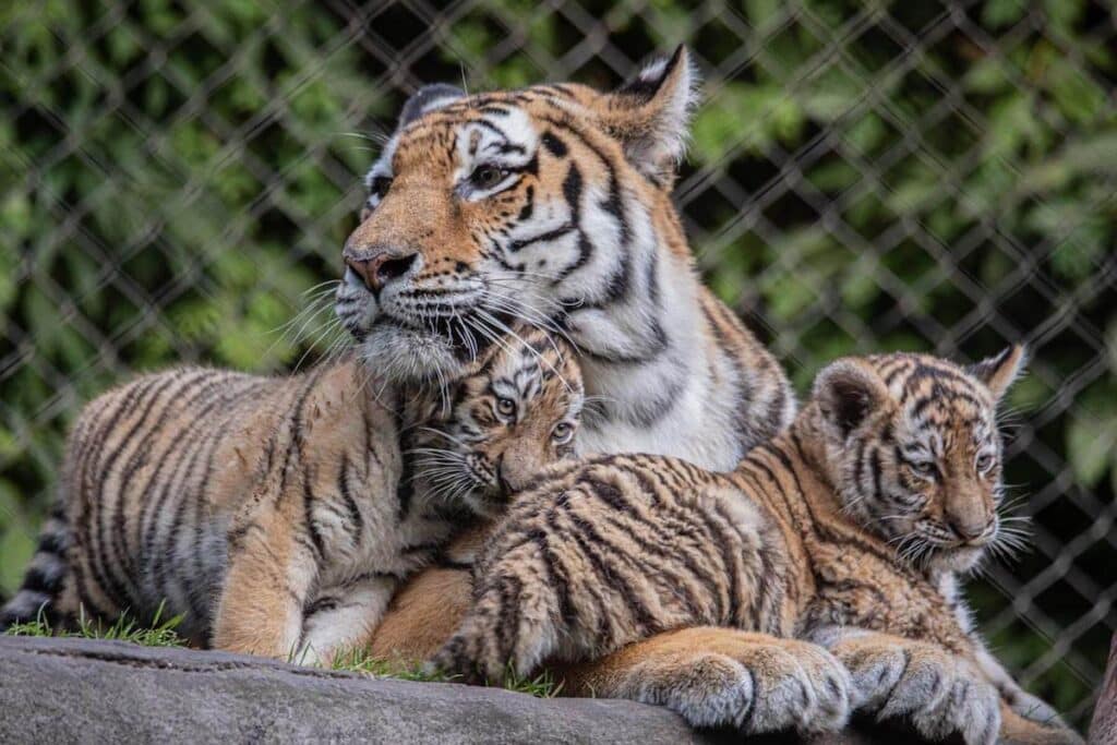 Tierpark Hagenbeck Tigerjungtiere